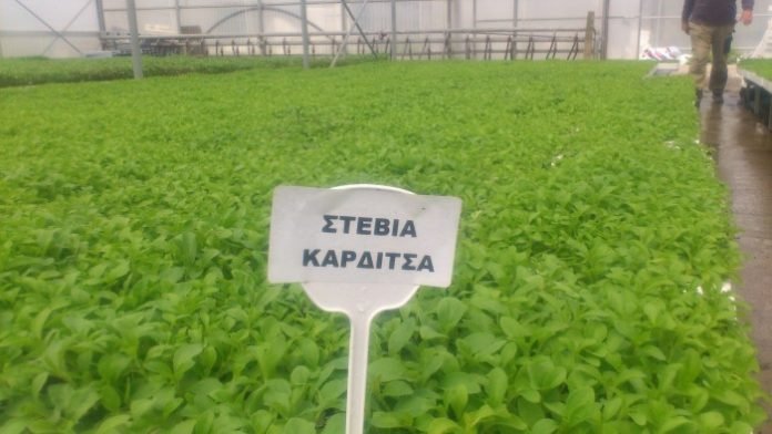 Στην Καρδίτσα το πρώτο εργοστάσια για στέβια στην Ευρώπη! [εικόνες] | iefimerida.gr 2