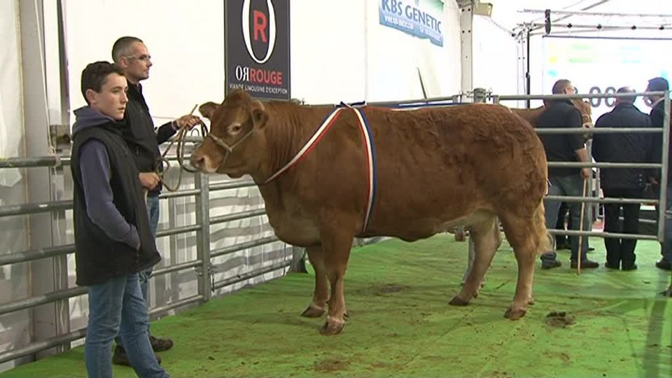Η πιο ακριβή αγελάδα της Ευρώπης πουλήθηκε 23.500 ευρώ [εικόνες] | iefimerida.gr 0