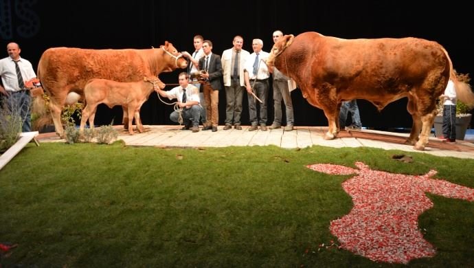 Η πιο ακριβή αγελάδα της Ευρώπης πουλήθηκε 23.500 ευρώ [εικόνες] | iefimerida.gr 1
