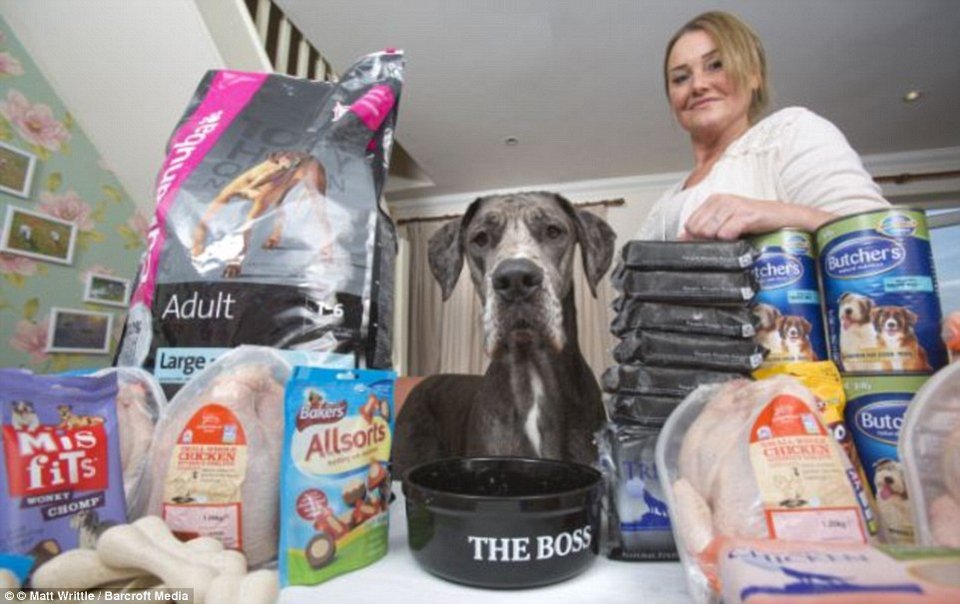 Φρέντι, ο μεγαλύτερος σκύλος στον κόσμο, με ύψος 2,13 μ. -Εχει μασουλήσει 23 καναπέδες! [εικόνες & βίντεο] | iefimerida.gr 4