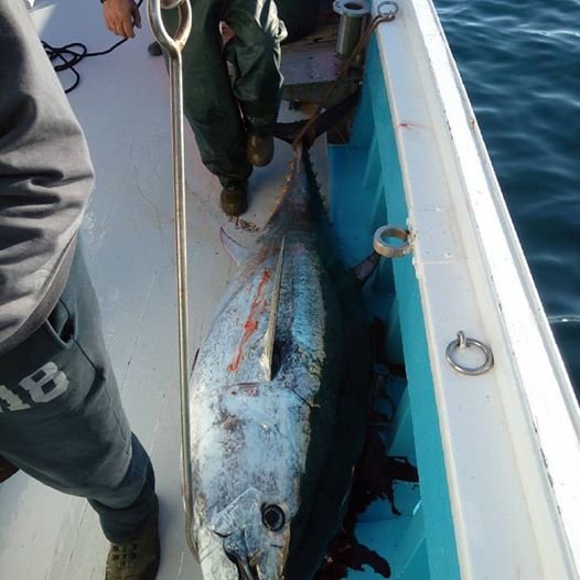 Χριστουγεννιάτικος μποναμάς για Σκοπελίτες ψαράδες: Εβγαλαν τεράστιο τόνο 185 κιλά! [εικόνες] | iefimerida.gr 1