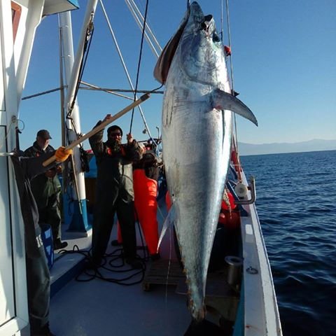 Χριστουγεννιάτικος μποναμάς για Σκοπελίτες ψαράδες: Εβγαλαν τεράστιο τόνο 185 κιλά! [εικόνες] | iefimerida.gr 0
