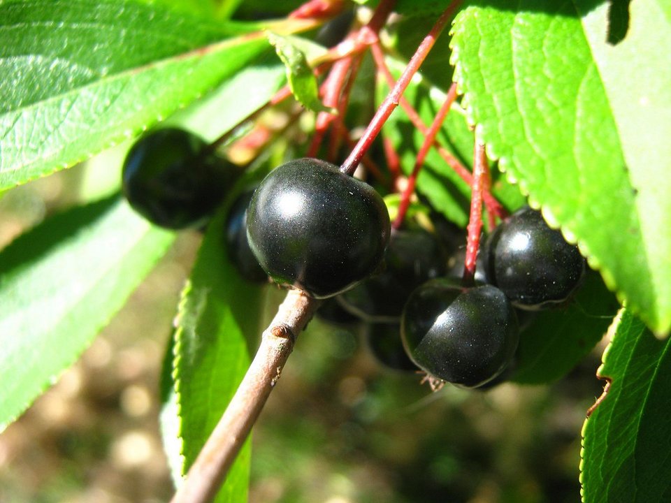 Η Αρώνια είναι ο «καρπός της νιότης»: Superfood που αυξάνει την ενέργεια στον οργανισμό | iefimerida.gr 0