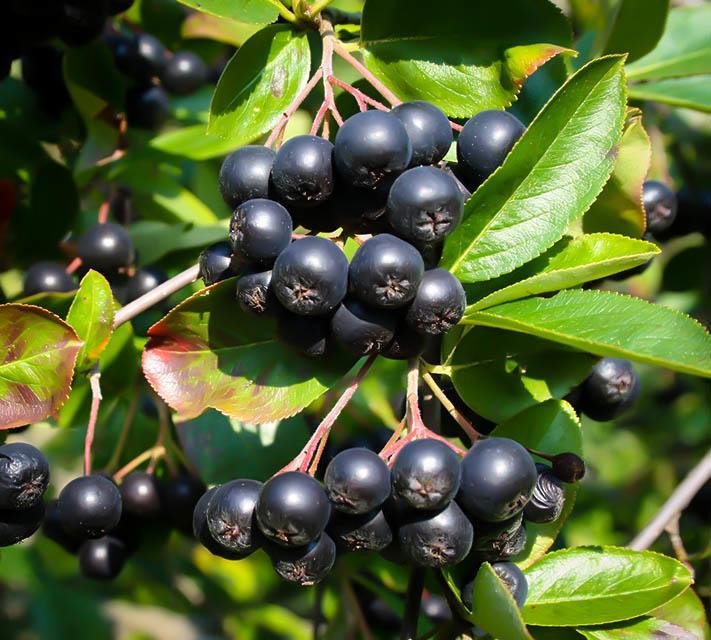 Η Αρώνια είναι ο «καρπός της νιότης»: Superfood που αυξάνει την ενέργεια στον οργανισμό | iefimerida.gr 1