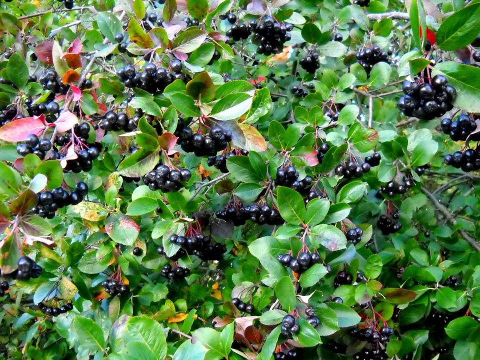 Η Αρώνια είναι ο «καρπός της νιότης»: Superfood που αυξάνει την ενέργεια στον οργανισμό | iefimerida.gr 2