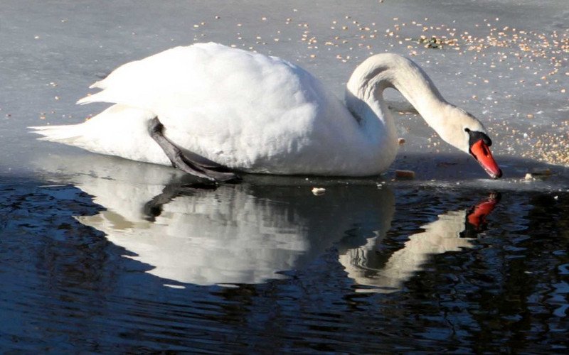 Πάγωσαν η Μικρή Πρέσπα και η λίμνη της Καστοριάς -Υπέροχες εικόνες | iefimerida.gr 5