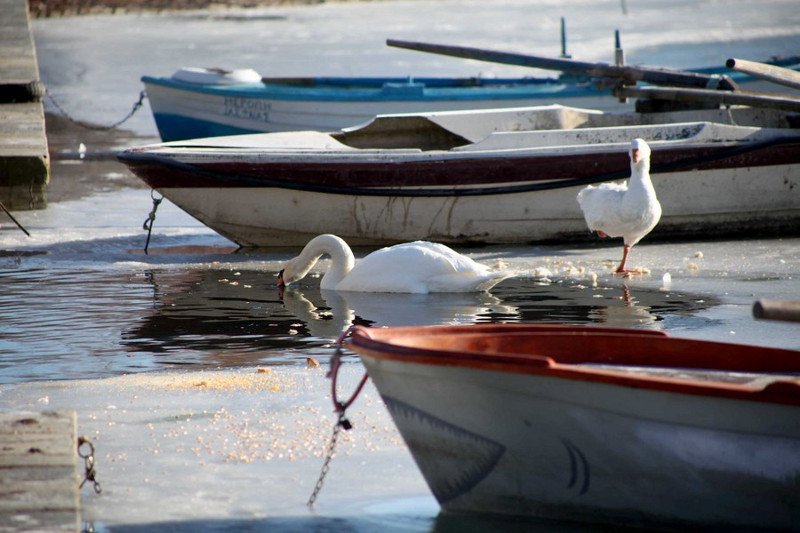 Πάγωσαν η Μικρή Πρέσπα και η λίμνη της Καστοριάς -Υπέροχες εικόνες | iefimerida.gr 6
