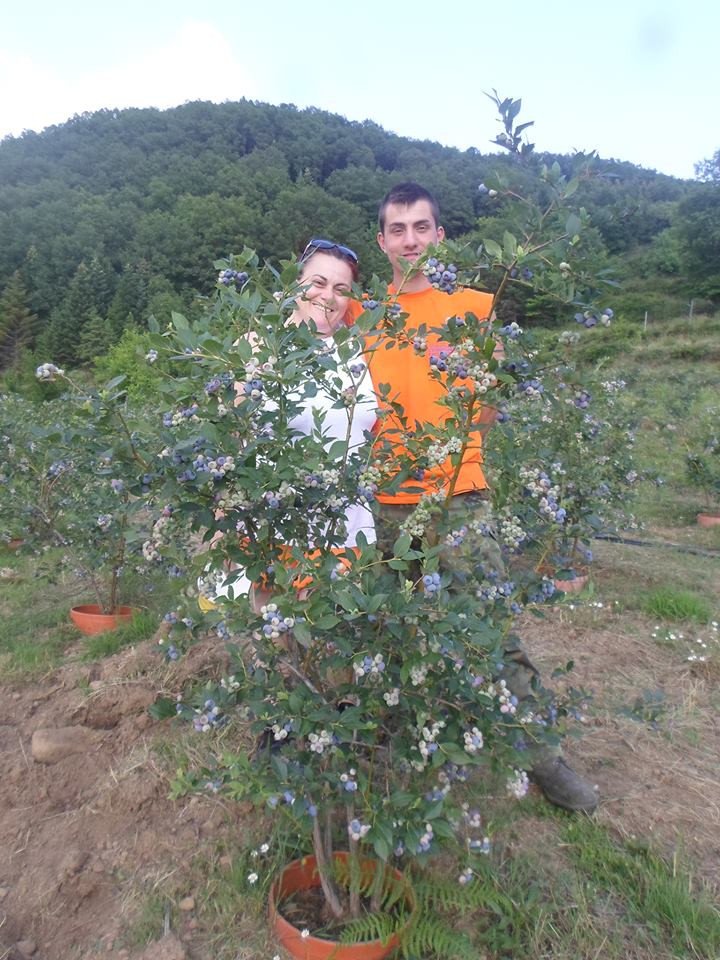Μύρτιλο ή blueberry: Το φυτό-ελιξίριο της μακροζωίας που «αγαπά» το χιόνι [εικόνες] | iefimerida.gr 0
