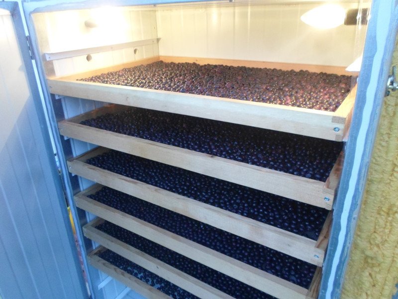 Μύρτιλο ή blueberry: Το φυτό-ελιξίριο της μακροζωίας που «αγαπά» το χιόνι [εικόνες] | iefimerida.gr 1