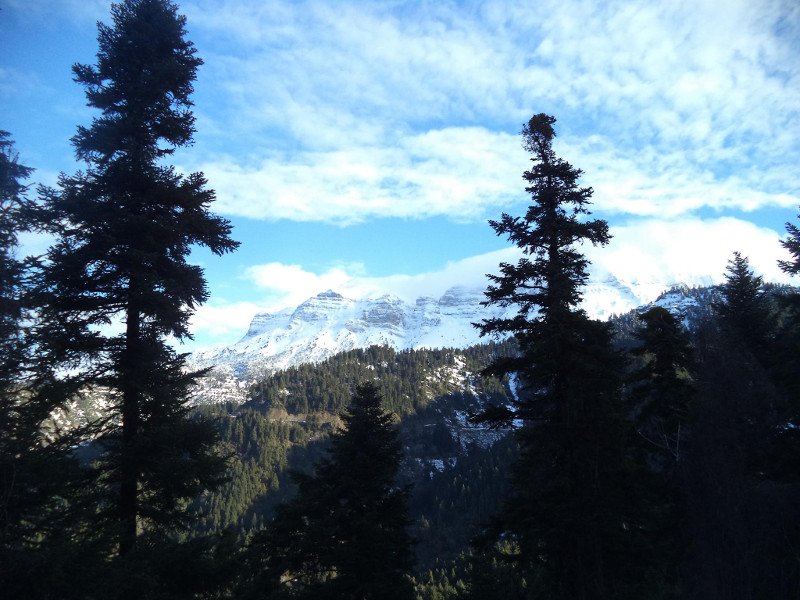 Μύρτιλο ή blueberry: Το φυτό-ελιξίριο της μακροζωίας που «αγαπά» το χιόνι [εικόνες] | iefimerida.gr 3