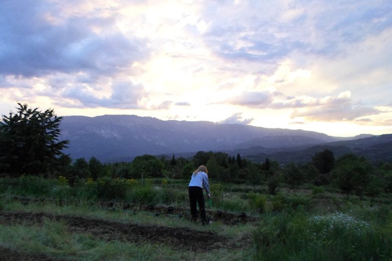 Μύρτιλο ή blueberry: Το φυτό-ελιξίριο της μακροζωίας που «αγαπά» το χιόνι [εικόνες] | iefimerida.gr 4
