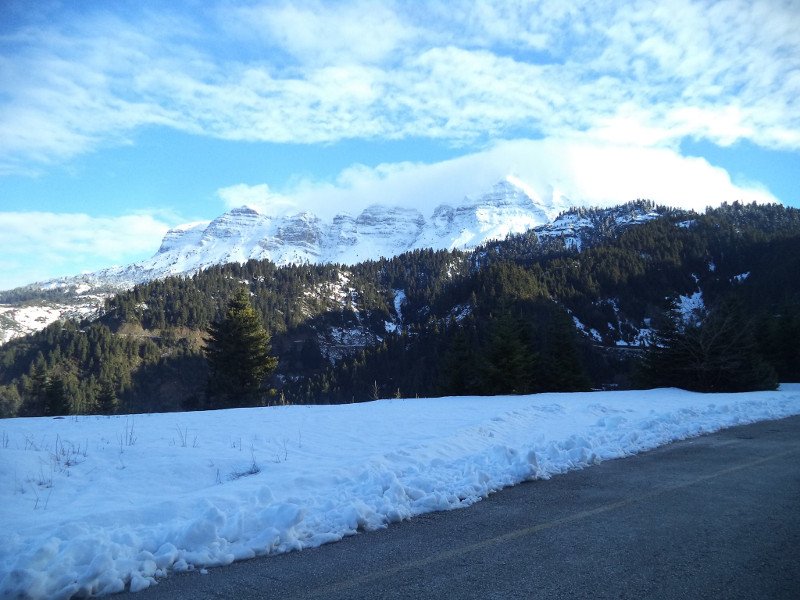 Μύρτιλο ή blueberry: Το φυτό-ελιξίριο της μακροζωίας που «αγαπά» το χιόνι [εικόνες] | iefimerida.gr 2