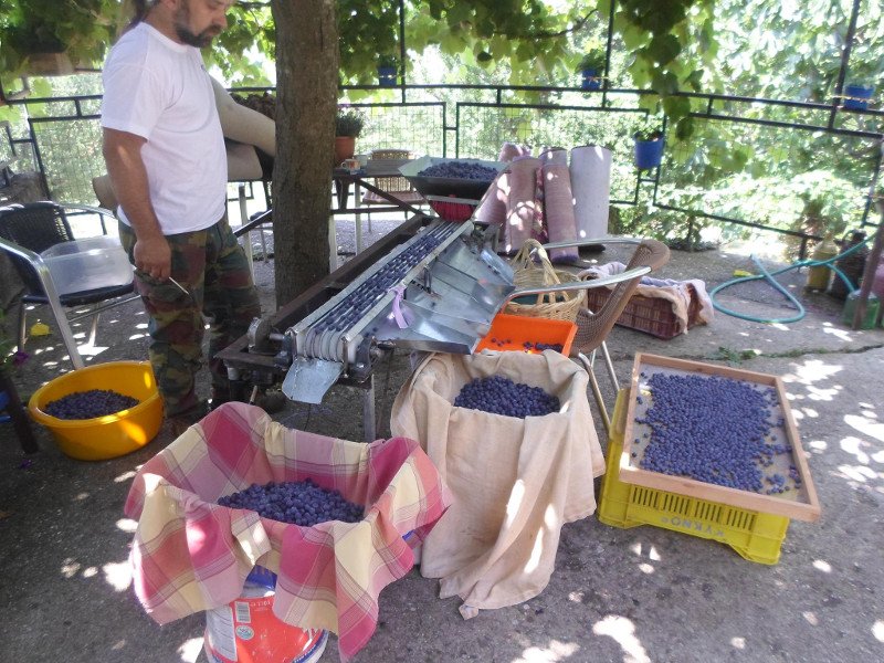 Μύρτιλο ή blueberry: Το φυτό-ελιξίριο της μακροζωίας που «αγαπά» το χιόνι [εικόνες] | iefimerida.gr 5