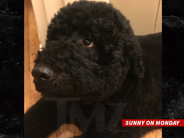 Ο σκύλος των Ομπάμα δάγκωσε στο πρόσωπο 18χρονη [εικόνες] | iefimerida.gr 1