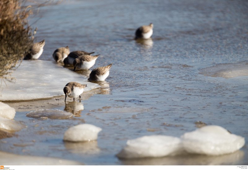 Εντυπωσιακές εικόνες από όλη την Ελλάδα: Πάγωσαν σιντριβάνια, λίμνες, υδραγωγεία! [εικόνες] | iefimerida.gr 17