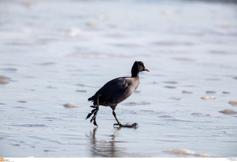Εντυπωσιακές εικόνες από όλη την Ελλάδα: Πάγωσαν σιντριβάνια, λίμνες, υδραγωγεία! [εικόνες] | iefimerida.gr 19