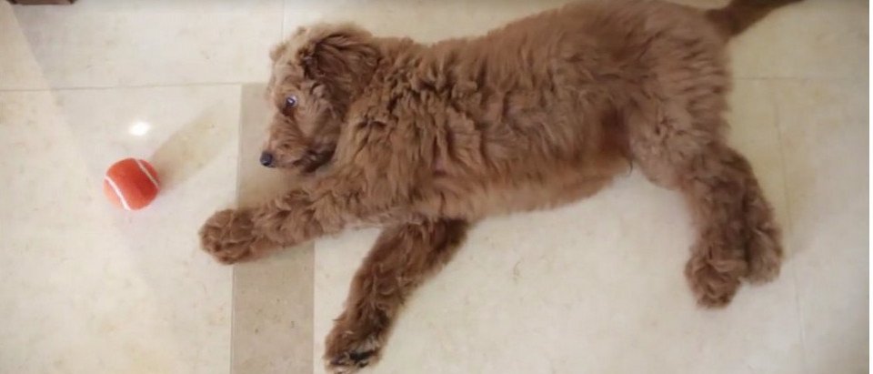 Patton, αυτό το σκυλάκι θα πάρει ο Τραμπ -Ο «Πρώτος Σκύλος» [εικόνες] | iefimerida.gr 1