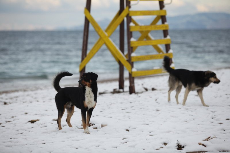 Στο Παλαιό Φάληρο πάγωσαν και οι βάρκες -Χιονισμένο τοπίο η παραλία [εικόνες] | iefimerida.gr 4