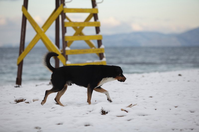 Στο Παλαιό Φάληρο πάγωσαν και οι βάρκες -Χιονισμένο τοπίο η παραλία [εικόνες] | iefimerida.gr 5