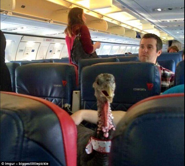 Οι πιο απίστευτες -πραγματικές - σκηνές σε αεροπορικές πτήσεις [εικόνες] | iefimerida.gr 9