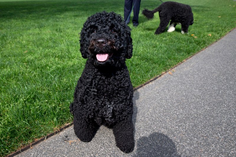 Ο σκύλος των Ομπάμα δάγκωσε στο πρόσωπο 18χρονη [εικόνες] | iefimerida.gr 3