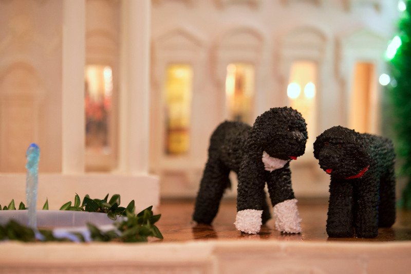 Ο σκύλος των Ομπάμα δάγκωσε στο πρόσωπο 18χρονη [εικόνες] | iefimerida.gr 5