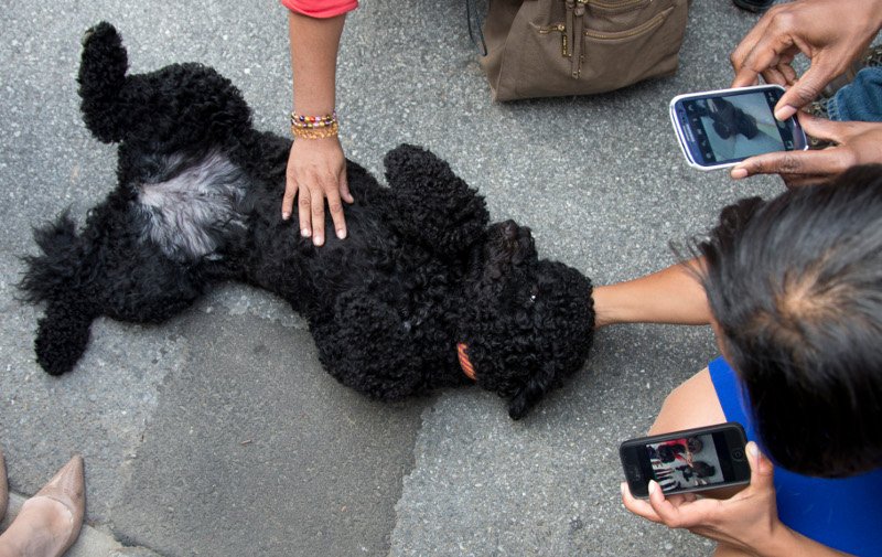 Ο σκύλος των Ομπάμα δάγκωσε στο πρόσωπο 18χρονη [εικόνες] | iefimerida.gr 6