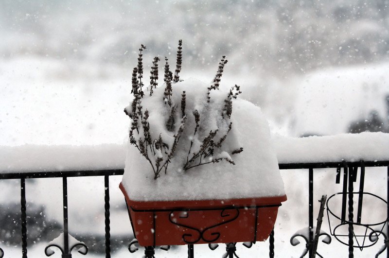 Ρωσία θυμίζουν τα Τρίκαλα -Σφοδρή χιονόπτωση, στο μισό μέτρο το χιόνι [εικόνες & βίντεο] | iefimerida.gr 7