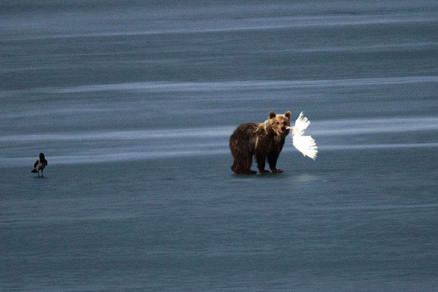 Σπάνια καρέ: Η μάχη αρκούδας με αετό με λεία έναν κύκνο -Στην παγωμένη λίμνη της Καστοριάς [εικόνες&βίντεο] | iefimerida.gr 0