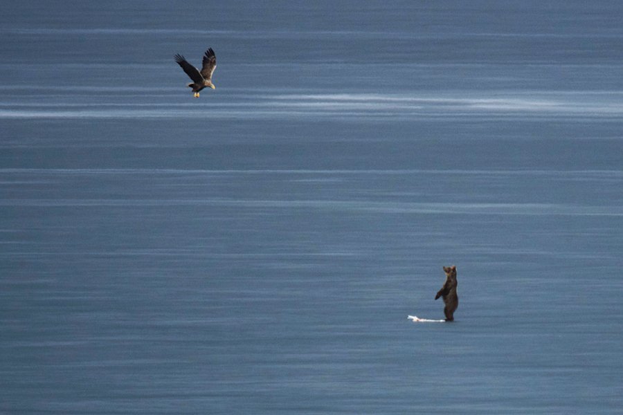 Σπάνια καρέ: Η μάχη αρκούδας με αετό με λεία έναν κύκνο -Στην παγωμένη λίμνη της Καστοριάς [εικόνες&βίντεο] | iefimerida.gr 1
