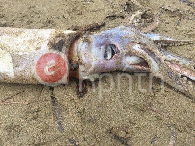 Καλαμάρι πάνω από ένα μέτρο ξέβρασε η θάλασσα στο Ρέθυμνο [εικόνες] | iefimerida.gr 1