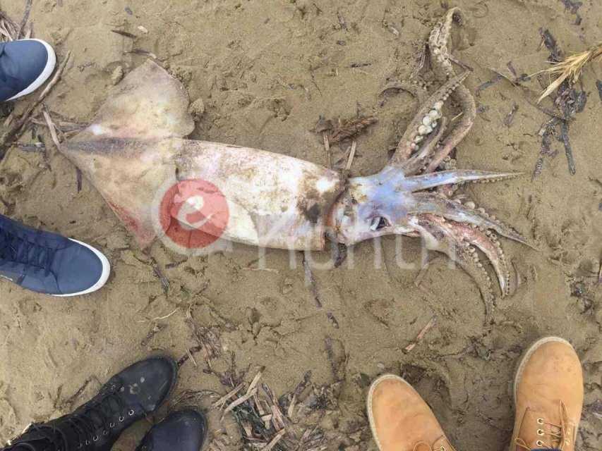 Καλαμάρι πάνω από ένα μέτρο ξέβρασε η θάλασσα στο Ρέθυμνο [εικόνες] | iefimerida.gr 2