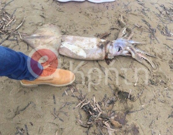 Καλαμάρι πάνω από ένα μέτρο ξέβρασε η θάλασσα στο Ρέθυμνο [εικόνες] | iefimerida.gr 0