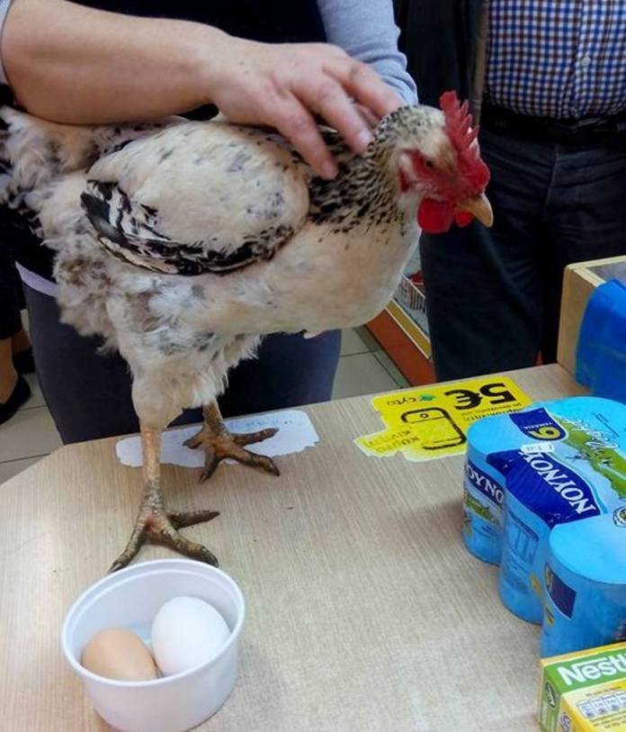 Κεφαλονιά: Κότα γέννησε αυγό-γίγαντα! [εικόνες] | iefimerida.gr 1