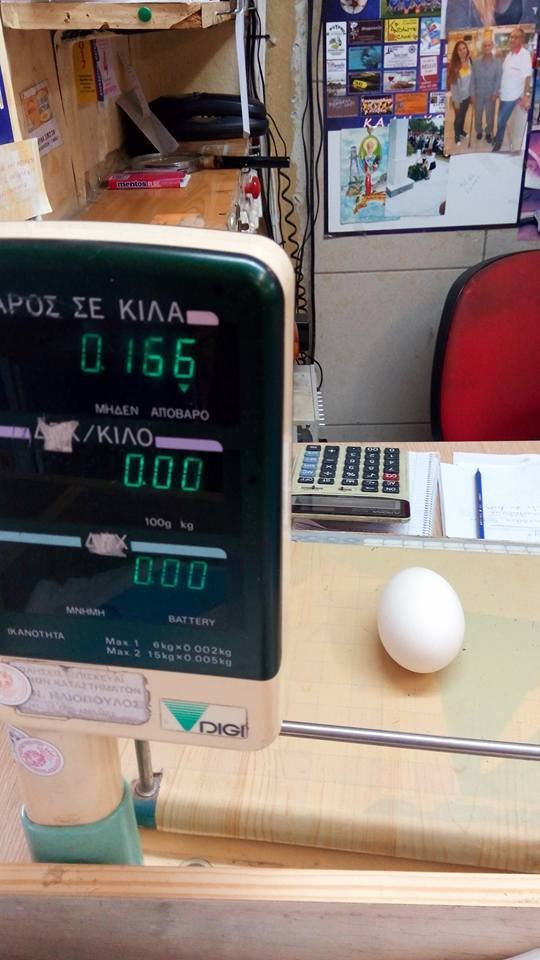 Κεφαλονιά: Κότα γέννησε αυγό-γίγαντα! [εικόνες] | iefimerida.gr 0