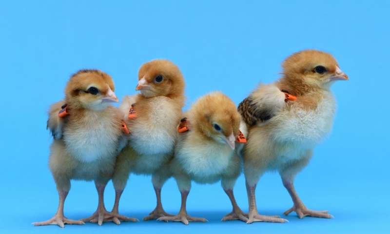 Οι πρώτες κότες -παρένθετες μητέρες: Θα γεννούν αυγά από σπάνιες ράτσες πουλερικών [εικόνα] | iefimerida.gr 0