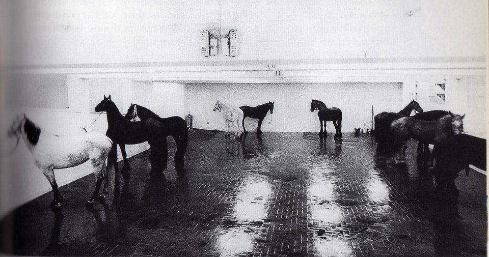 Τα σπάνια κοχύλια του Μυταρά και τα λογοκριμένα άλογα του Κουνέλλη [εικόνες]   | iefimerida.gr 4