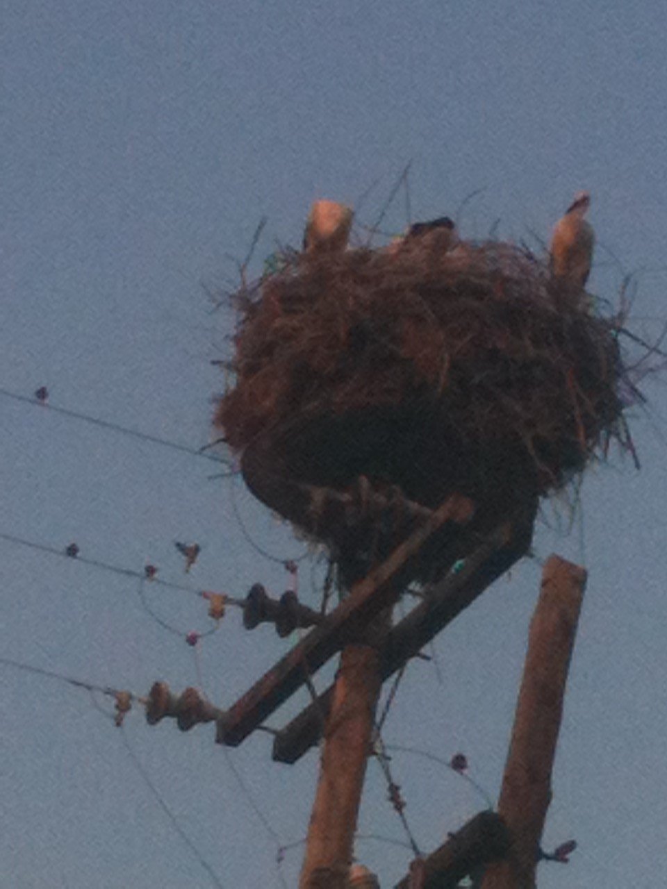 Στο χωριό των πελαργών -Ο Παντελής επιστρέφει κάθε χρόνο στην ίδια φωλιά [εικόνες] | iefimerida.gr 0