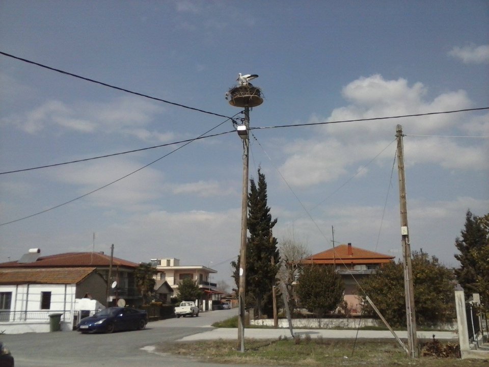 Στο χωριό των πελαργών -Ο Παντελής επιστρέφει κάθε χρόνο στην ίδια φωλιά [εικόνες] | iefimerida.gr 2