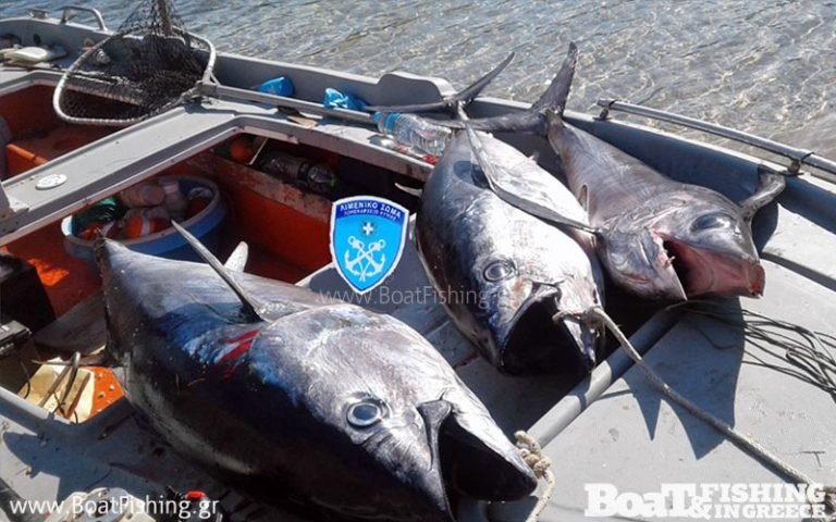 Τεράστια ψάρια που μόλις είχαν βγάλει ψαράδες κατέσχεσε το Λιμενικό στην Κύμη [εικόνες] | iefimerida.gr 0