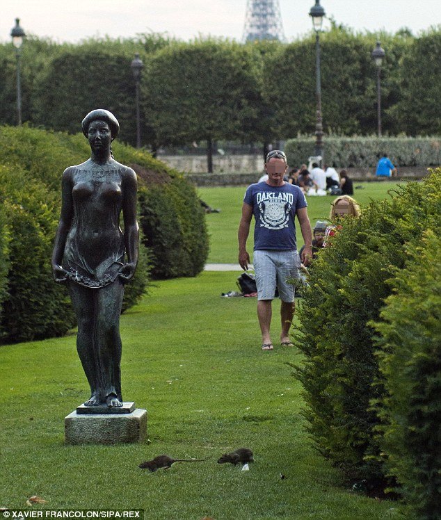 Το Παρίσι γέμισε ποντίκια -Τα 10 μέτρα που θα πάρει η δήμαρχος [εικόνες] | iefimerida.gr 0