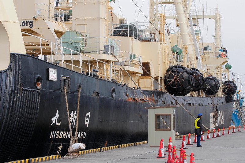 Οι Ιάπωνες σκότωσαν πάνω από 300 φάλαινες για «επιστημονικούς λόγους» [εικόνες] | iefimerida.gr 0