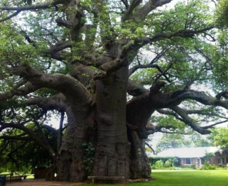 Μια ελιά 4.000 χρόνων στην Κρήτη, φύκια 100.000 ετών στις Βαλεαρίδες -Ο,τι παλαιότερο στον πλανήτη [εικόνες] | iefimerida.gr 4