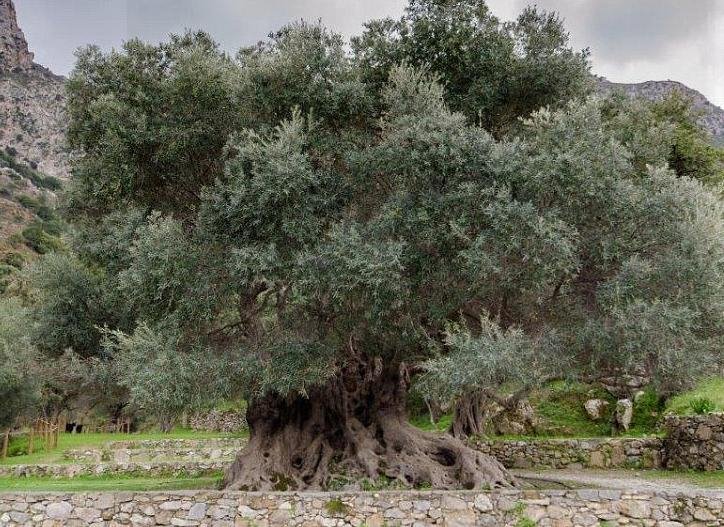 Μια ελιά 4.000 χρόνων στην Κρήτη, φύκια 100.000 ετών στις Βαλεαρίδες -Ο,τι παλαιότερο στον πλανήτη [εικόνες] | iefimerida.gr 0