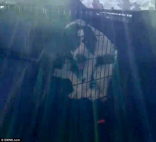 Εσπασε το τζάμι ΙΧ και έσωσε σκύλο -Η ιδιοκτήτρια είχε πάει για πίτσα! [βίντεο] | iefimerida.gr 2