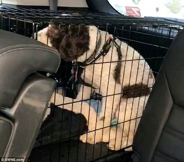 Εσπασε το τζάμι ΙΧ και έσωσε σκύλο -Η ιδιοκτήτρια είχε πάει για πίτσα! [βίντεο] | iefimerida.gr 0