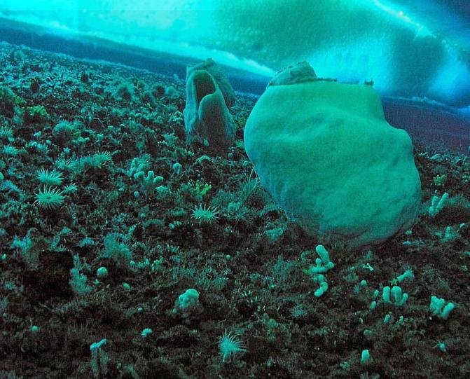 Μια ελιά 4.000 χρόνων στην Κρήτη, φύκια 100.000 ετών στις Βαλεαρίδες -Ο,τι παλαιότερο στον πλανήτη [εικόνες] | iefimerida.gr 2