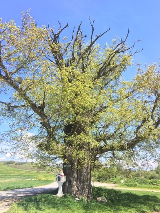 Στα Γρεβενά η αρχαιότερη βελανιδιά της Ευρώπης- Χρονολογείται από το 720 μ.Χ. [εικόνες] | iefimerida.gr 1