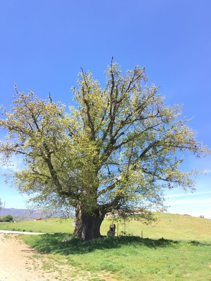 Στα Γρεβενά η αρχαιότερη βελανιδιά της Ευρώπης- Χρονολογείται από το 720 μ.Χ. [εικόνες] | iefimerida.gr 2