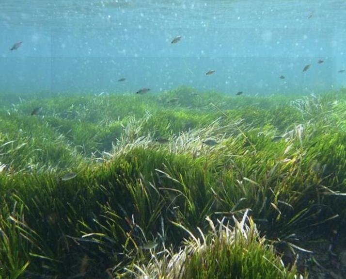 Μια ελιά 4.000 χρόνων στην Κρήτη, φύκια 100.000 ετών στις Βαλεαρίδες -Ο,τι παλαιότερο στον πλανήτη [εικόνες] | iefimerida.gr 1